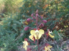 Hultholia mimosoides