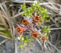 Tulbaghia alliacea
