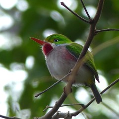 Todus multicolor