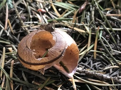 Helminthoglypta arrosa