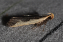 Dichomeris inserrata