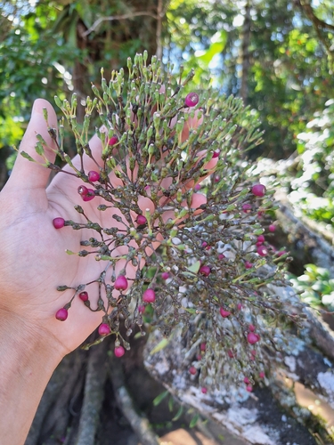 Hatiora salicornoides
