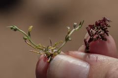 Synchytrium myosotidis