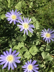 Anemonoides apennina