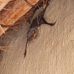 Taphozous mauritianus