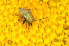 Heteroptera