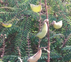 Hultholia mimosoides