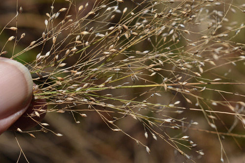 Mitchell's panick grass (Panicum mitchellii)