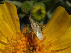 Harmostes reflexulus