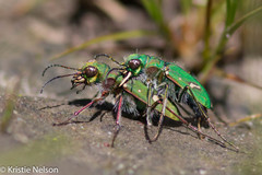Cicindela ohlone