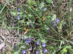 Scutellaria wrightii
