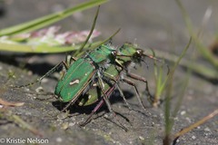 Cicindela ohlone