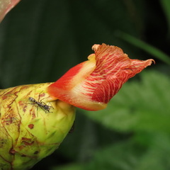 Costus laevis image