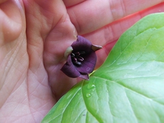 Trillium sulcatum