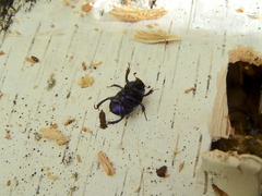 Anoplotrupes stercorosus