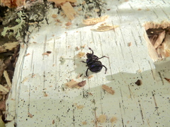 Anoplotrupes stercorosus