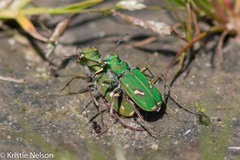 Cicindela ohlone