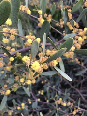 Acacia redolens
