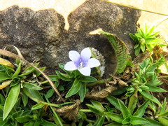 Craterocapsa tarsodes