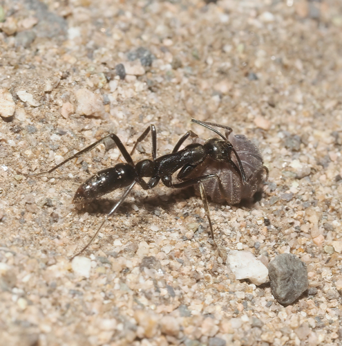 Leptogenys chamelaLeptogenys chamela
