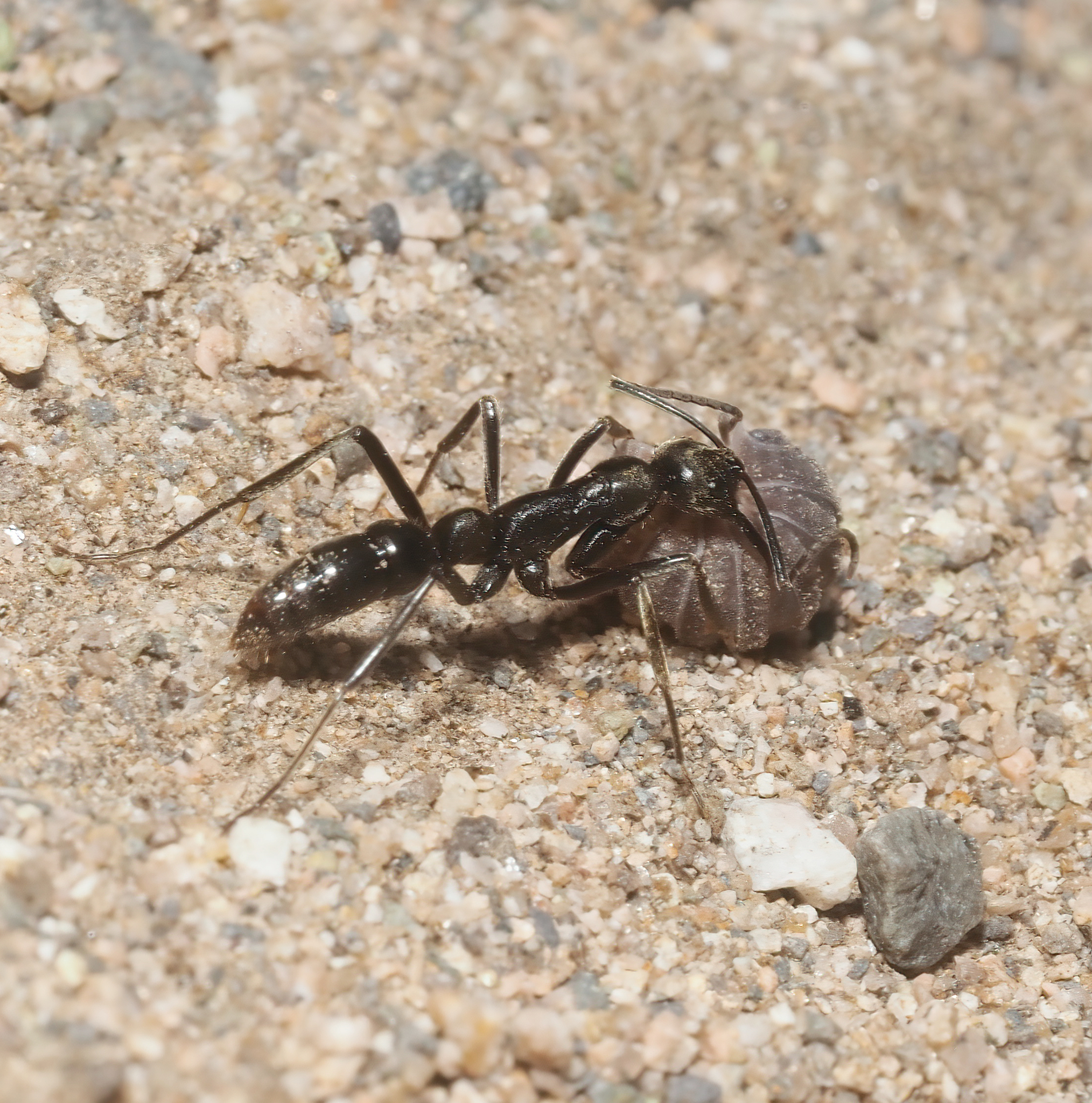 Leptogenys chamela