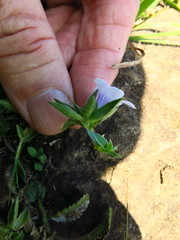 Craterocapsa tarsodes