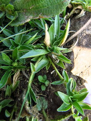 Craterocapsa tarsodes