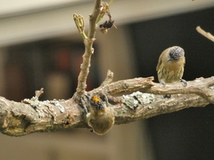 Picumnus olivaceus