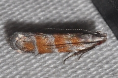Battaristis vittella
