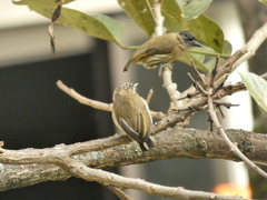 Picumnus olivaceus