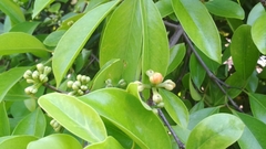 Garcinia gummi-gutta