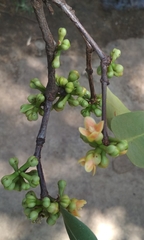 Garcinia gummi-gutta