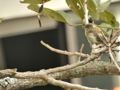Picumnus olivaceus