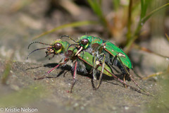 Cicindela ohlone