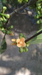 Garcinia gummi-gutta