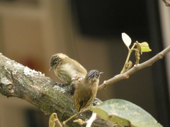 Picumnus olivaceus