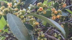 Garcinia gummi-gutta