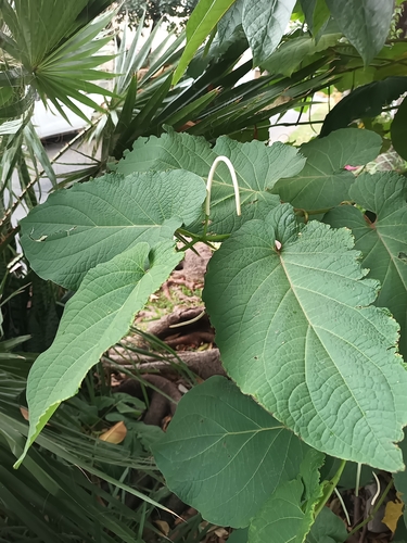 Piper auritum