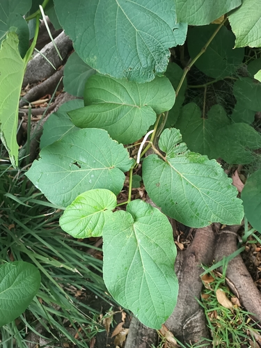 Piper auritum