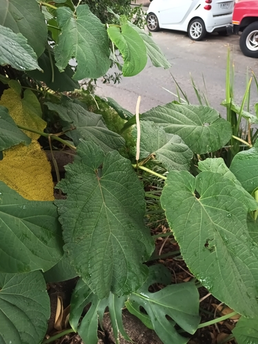 Piper auritum
