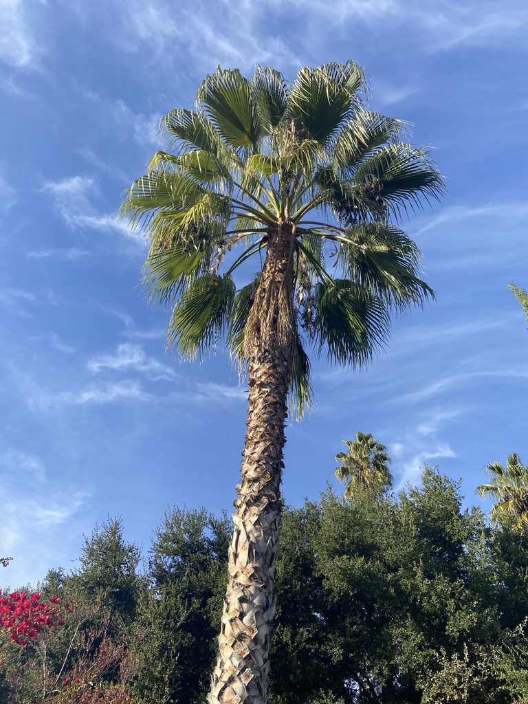 Mexican Fan Palm from Mosby St, Los Angeles, CA, US on December 3, 2023 ...