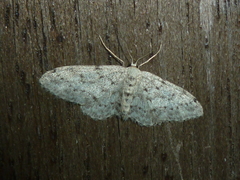 Idaea obliquaria