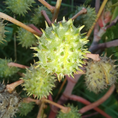Ricinus communis