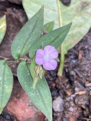 Tradescantia poelliae image