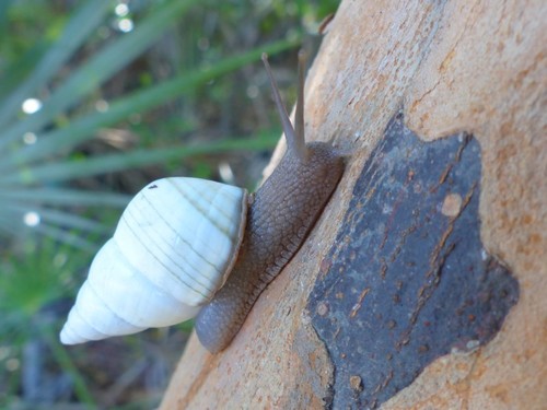 Florida Tree Snail