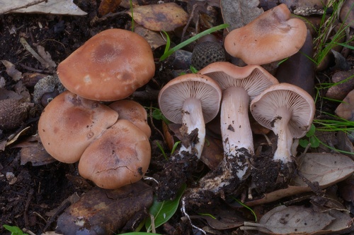 Rhodocybe asanii · iNaturalist