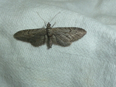 Eupithecia unedonata