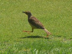 Macronyx capensis capensis