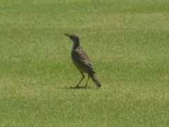 Macronyx capensis capensis