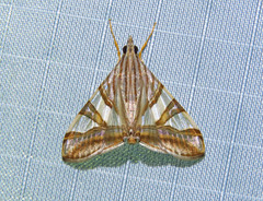 Agrioglypta zelimalis